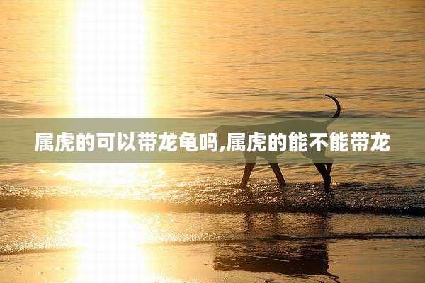属虎的可以带龙龟吗,属虎的能不能带龙