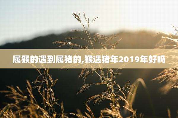 属猴的遇到属猪的,猴遇猪年2019年好吗