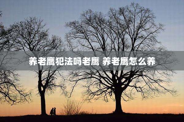养老鹰犯法吗老鹰 养老鹰怎么养