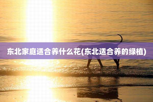 东北家庭适合养什么花(东北适合养的绿植)