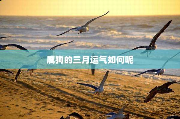 属狗的三月运气如何呢