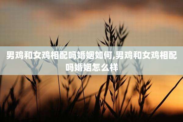 男鸡和女鸡相配吗婚姻如何,男鸡和女鸡相配吗婚姻怎么样