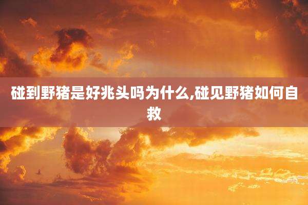 碰到野猪是好兆头吗为什么,碰见野猪如何自救