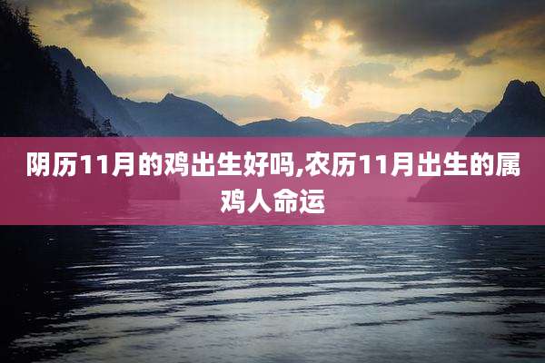 阴历11月的鸡出生好吗,农历11月出生的属鸡人命运