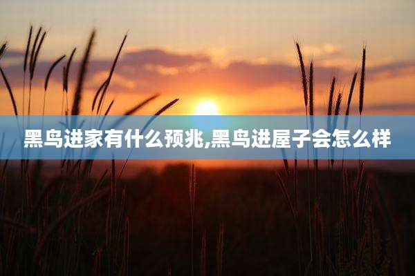 黑鸟进家有什么预兆,黑鸟进屋子会怎么样