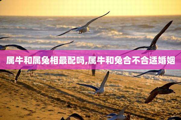 属牛和属兔相最配吗,属牛和兔合不合适婚姻
