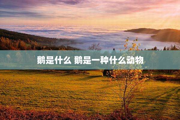 鹅是什么 鹅是一种什么动物