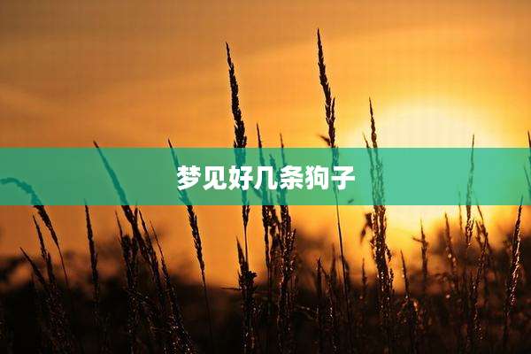 梦见好几条狗子