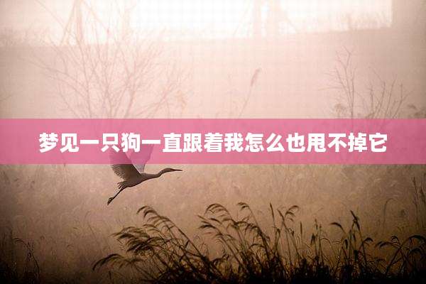 梦见一只狗一直跟着我怎么也甩不掉它