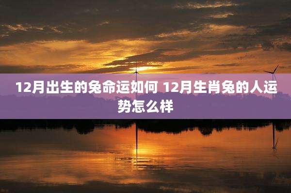 12月出生的兔命运如何 12月生肖兔的人运势怎么样