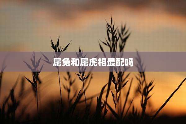 属兔和属虎相最配吗