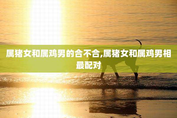 属猪女和属鸡男的合不合,属猪女和属鸡男相最配对