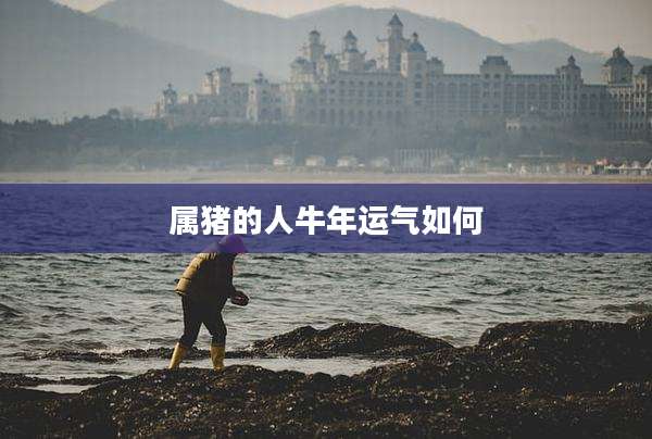属猪的人牛年运气如何