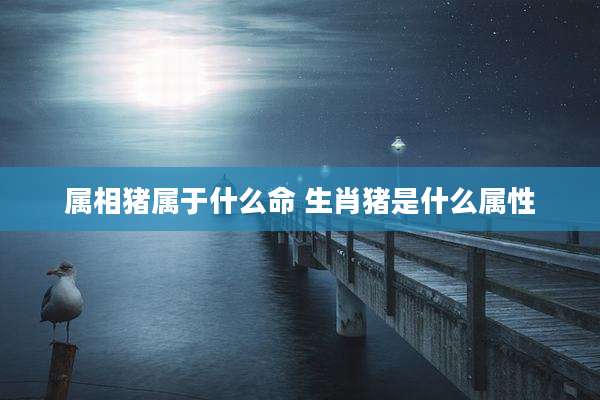 属相猪属于什么命 生肖猪是什么属性