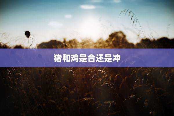 猪和鸡是合还是冲