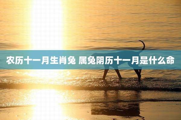 农历十一月生肖兔 属兔阴历十一月是什么命
