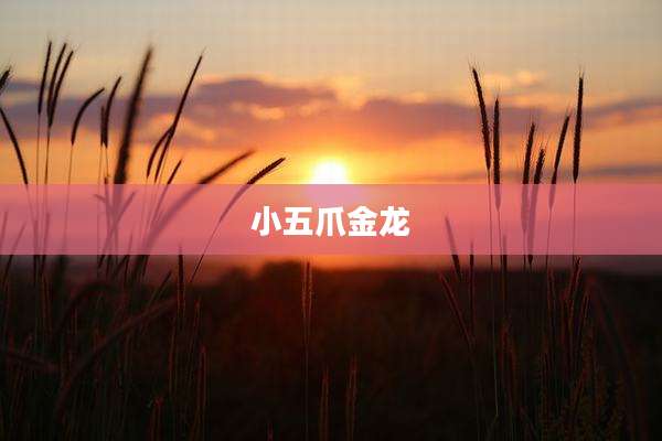 小五爪金龙