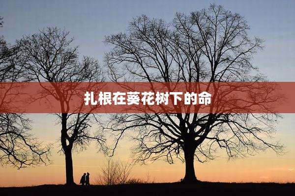 扎根在葵花树下的命