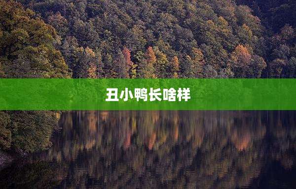 丑小鸭长啥样