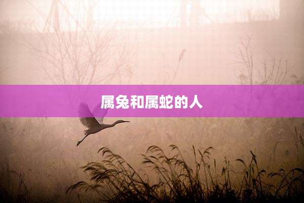 属兔和属蛇的人