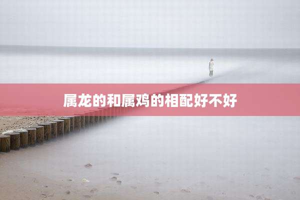 属龙的和属鸡的相配好不好