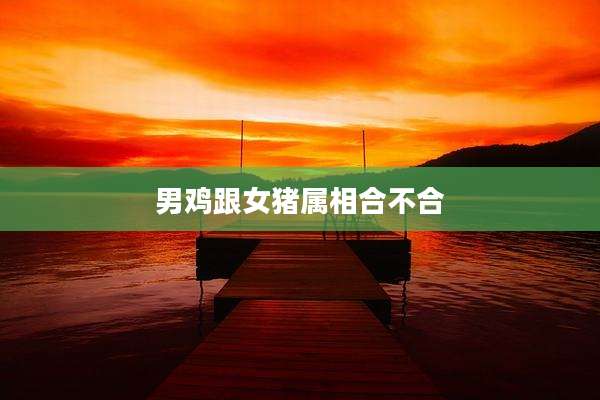 男鸡跟女猪属相合不合