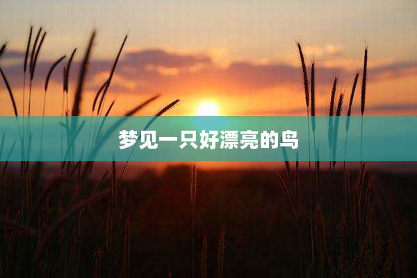 梦见一只好漂亮的鸟