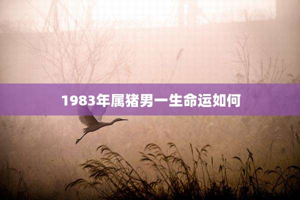 1983年属猪男一生命运如何