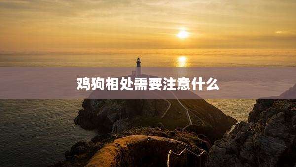 鸡狗相处需要注意什么