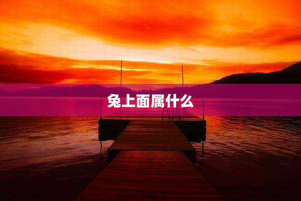 兔上面属什么