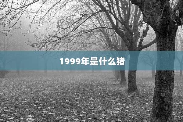 1999年是什么猪