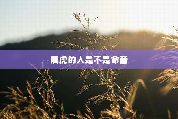 属虎的人是不是命苦