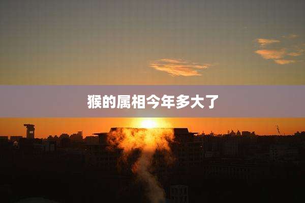 猴的属相今年多大了