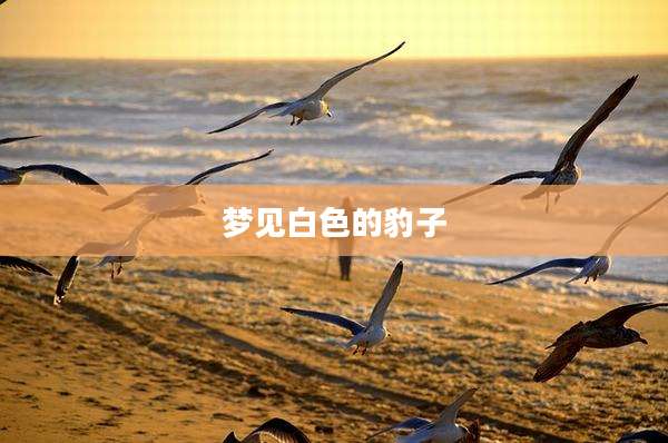 梦见白色的豹子