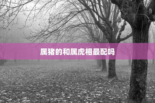 属猪的和属虎相最配吗