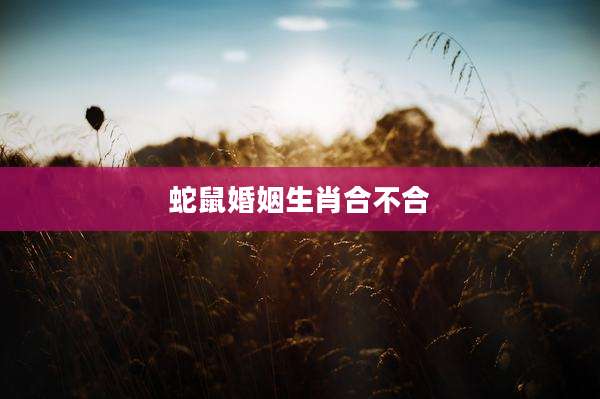 蛇鼠婚姻生肖合不合