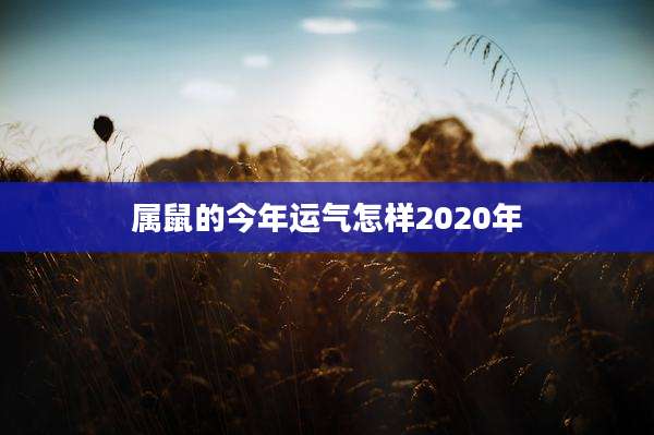 属鼠的今年运气怎样2020年