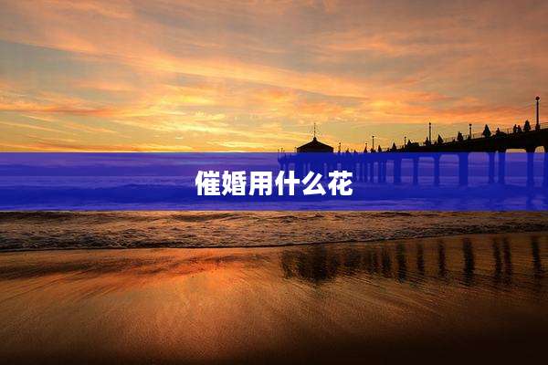 催婚用什么花