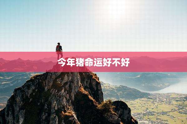 今年猪命运好不好