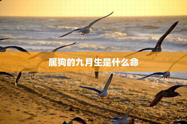 属狗的九月生是什么命