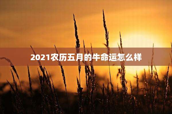 2021农历五月的牛命运怎么样