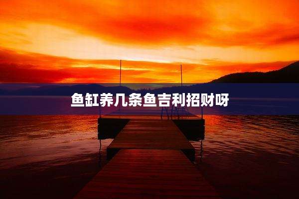 鱼缸养几条鱼吉利招财呀