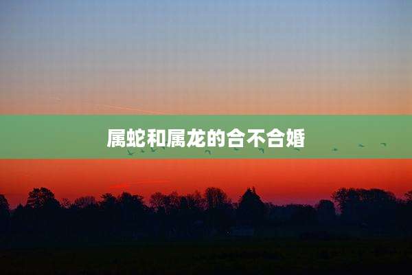 属蛇和属龙的合不合婚