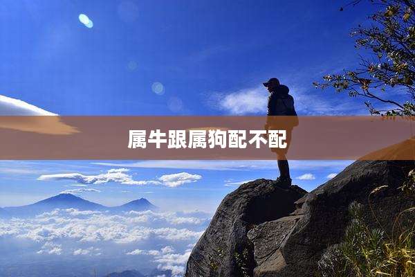 属牛跟属狗配不配