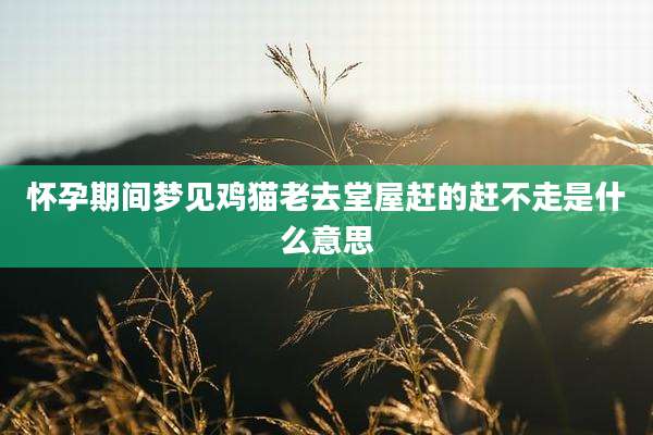 怀孕期间梦见鸡猫老去堂屋赶的赶不走是什么意思