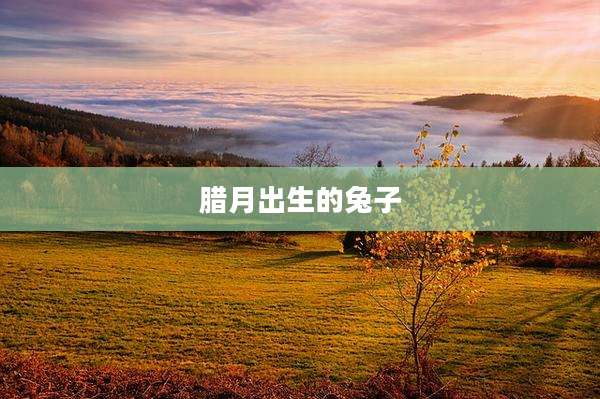 腊月出生的兔子