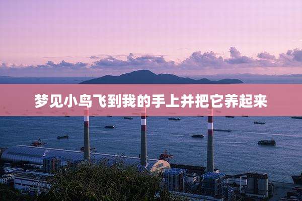 梦见小鸟飞到我的手上并把它养起来