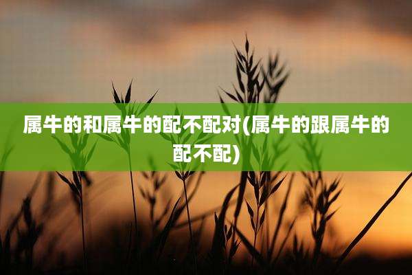 属牛的和属牛的配不配对(属牛的跟属牛的配不配)