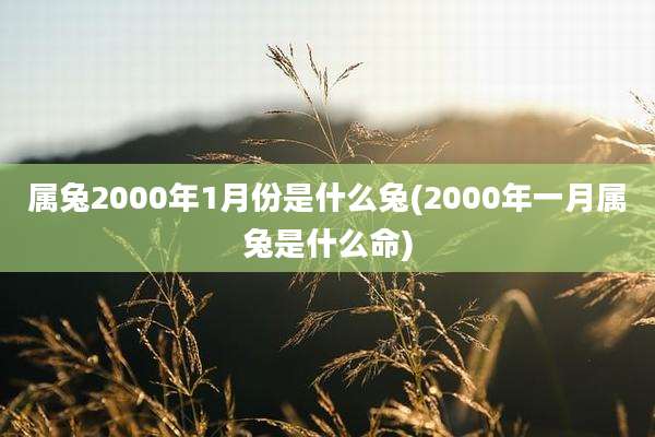 属兔2000年1月份是什么兔(2000年一月属兔是什么命)