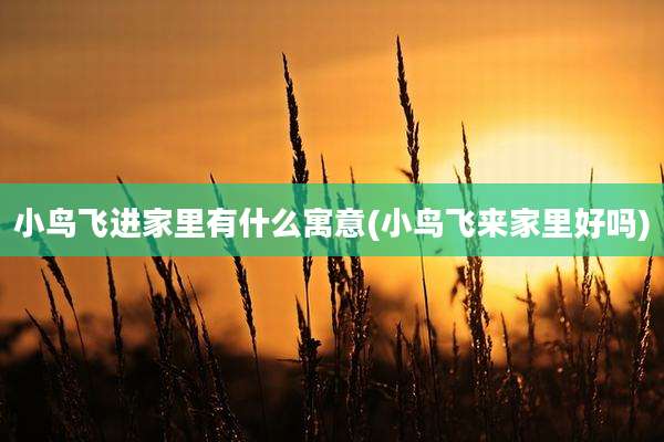 小鸟飞进家里有什么寓意(小鸟飞来家里好吗)